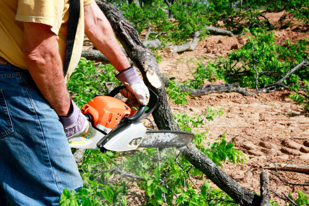 Best Fruit Tree Pruning  in USA